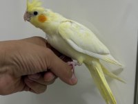 Sultan Papağanlarımız Sahiplendirilecek