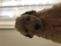 Toy Poodle Kahverengi Erkek