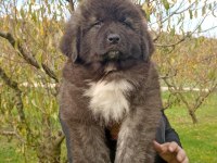 Kafkas çoban köpeği yavruları