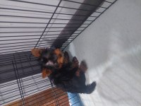 Saf Kan Orjinal Yorkshire Terrier Yavrular