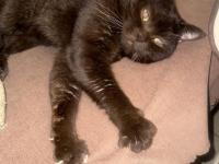 Sevecen Ve Uysal Can Kedilere Sıcak Yuva