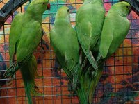 Kapalı Bilezik Pakistan Papağanları