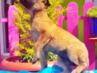 Belçika Kurdu Yavru