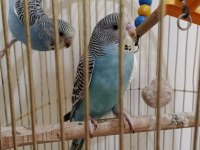 Jumbo kırığı 2 aylık yavru muhabbet kuşu