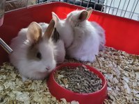 Türkiye'nin Her İline Gönderim Yavru Tavşanlar