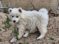 Show Kalite Samoyed Bebekler