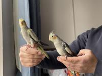 El Besleme Sultan Papağanı Yavruları