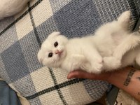 4 Yavru Scottish Fold Ve British Shorthair Kedimiz