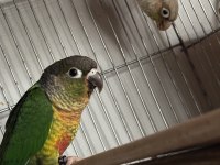 Yeni Eşleme Konur Papağanı Takım