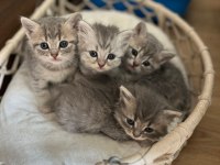 5 british yavru british shorthair kedimiz yeni yuvaya hazır