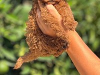 Erkek Ve Dişi Toy Poodle Yavrular