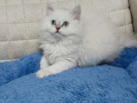 Yakışıklı Oyuncu British Longhair Oğlum