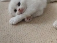 Meksikalı Kedimiz Pablo