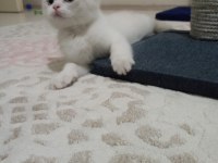 Erkek Oyuncu Kedimiz