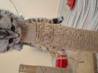 Minnak Kediler Koşuyor