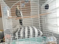 5 Aylık Dişi Sultan Papağanı