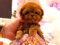 Güzel Kore Poodle Bebeklerim