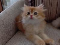 Şecereli dişi british longhair yavrular