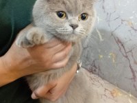 Dişi British Shorthair 11 Aylık