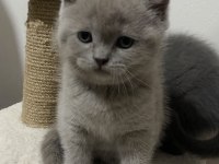 Scottish Ve British Kedimiz