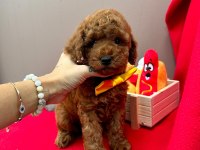 Safkan Toy Poodle Yavru Köpekler