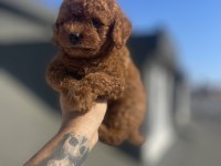 Red Brown Toy Poodle Yavruları