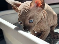 65 Günlük Sıfır Tüy Sfenks Yavrular