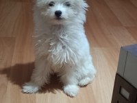 Muhteşem maltipoo bebekler