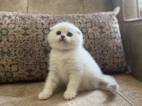 Irk Garantili Scottish Fold Shorthair Silver Bebeğimiz