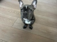 4.5 Aylık French Bulldog Blue Aşılı Karneli