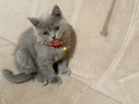 Yavru Kedilerin Mama Tuvalet Eğitimi Verildi