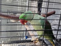 Alexander İskender Papağanı Konuşmaya Yatkın