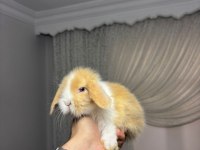 Hollanda Cüce Ve Mini Lop Tavşanlar Her İşe Gönderilir