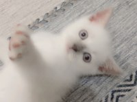 British Shorthair Blue Point