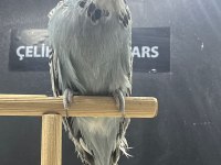 Show Jumbo Muhabbet Kuşu