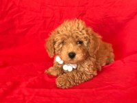 Mini Poodle Yavrular