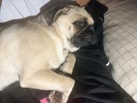 8 Aylık Dişi Çok Enerjik Çok Oyuncu Pug