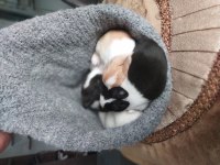 Cüce Tavşan Yavruları (Küçük Irk)