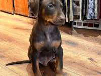 2.5 Aylık Erkek Kızıl Doberman