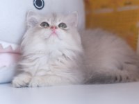 Safkan Şecereli Golden British Longhair Yavrular