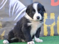 Safkan Border Collie Irk Garantili Yavru Köpekler