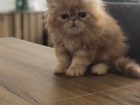 2 Aylık İran Persian
