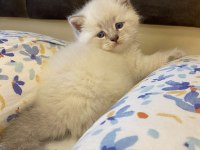 Blue Point Kedilerim Sahibini Arıyor