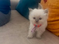 1 aylık british longhair