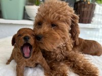 Orijinal Tea Cup Poodle