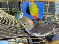 3 Aylık Sultan Papağanları