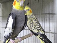 Hazır Takım Sultan Papağanlar