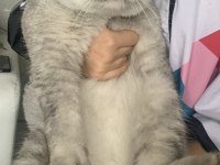 Kedimiz Ücretsizdir Ömürlük Yuva