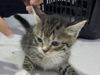 İki tane yavru kedimize acil yuva