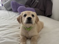 Irk Garantili Golden Retriever Yavru - Tüm Eşyalarıyla Teslim